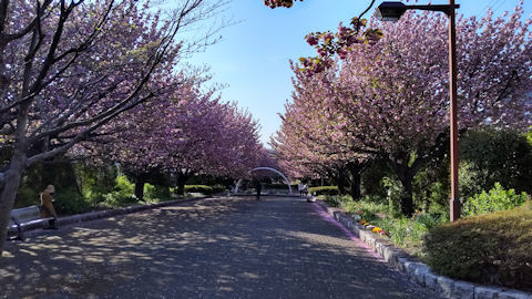 4/10　八重桜　　桜の散歩道