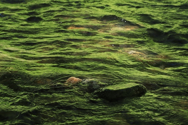 緑の水面１