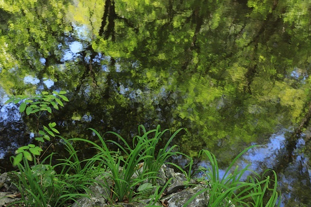 水面の緑