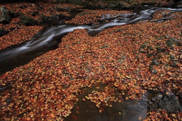渓流の紅葉６
