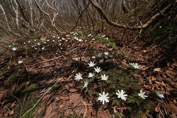 キクザキイチゲ大群生白花