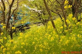 ムービングネイチャーk 花のある風景