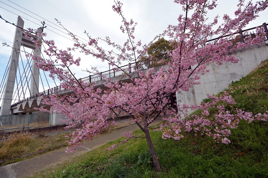 山田池公園河津桜と枝垂れ梅 (2)