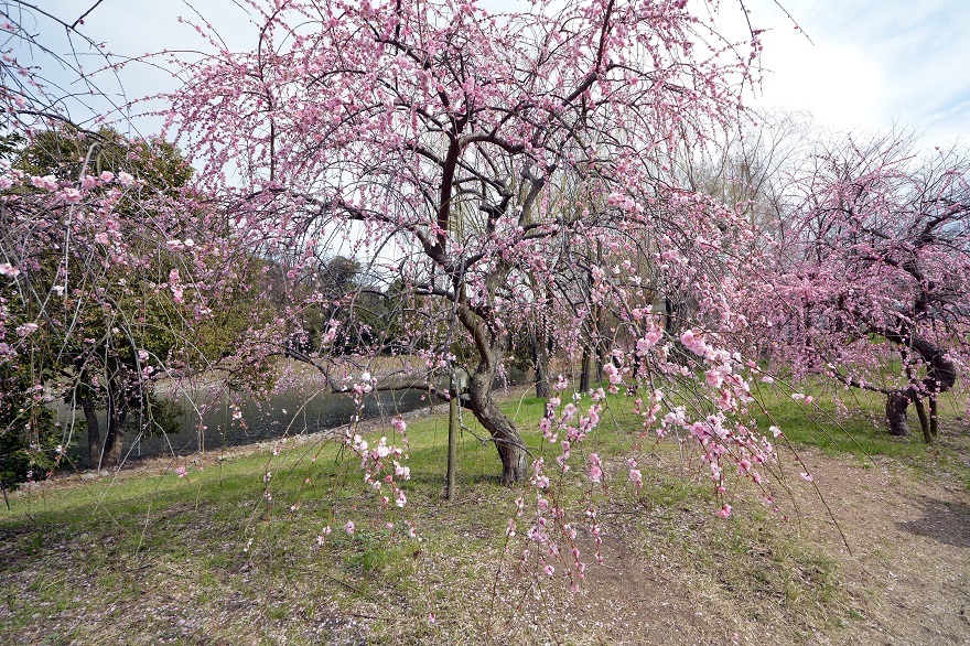 山田池公園河津桜と枝垂れ梅 (21)