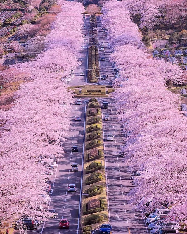 海外 スマホの壁紙にしたわ 静岡県の桜並木道のピンク一色風景が まるでアニメの世界 海外の反応 今日も荷物が届かない 海外の反応