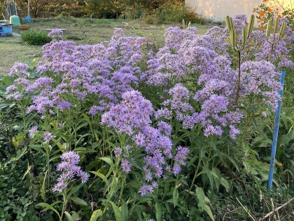 紫苑 (1)