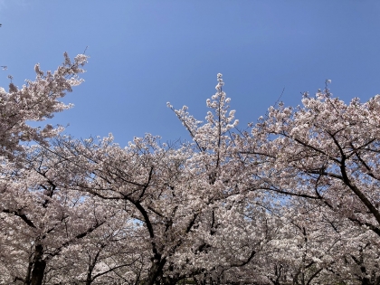 大阪城公園の桜 (1)