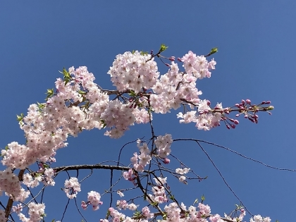 大阪城公園の桜 (2)