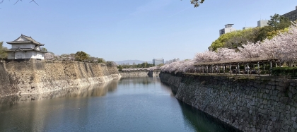 大阪城公園の桜 (3)