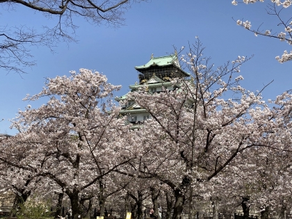 大阪城公園の桜 (4)