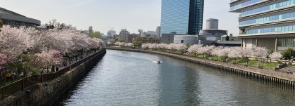 大阪城公園の桜 (5)