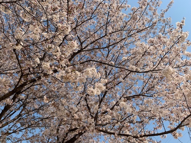 Sakura.jpeg