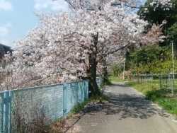 川べりの桜２００４０９