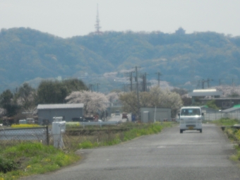 湘南平への桜の道２００４０３
