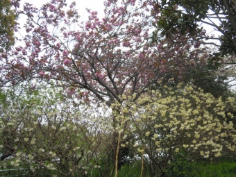 八重桜満開２００４１７