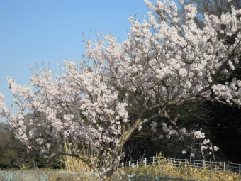 花水川右岸桜満開２１０３１０