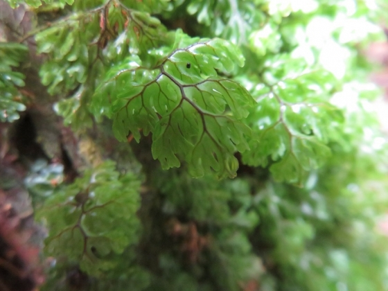 キヨスミコケシノブ（Hymenophyllum oligosorum） - シダ・コケシノブ・苔
