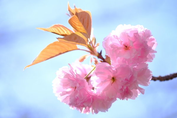 桜色のコサージュ