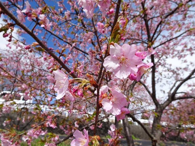 白井宿の河津桜