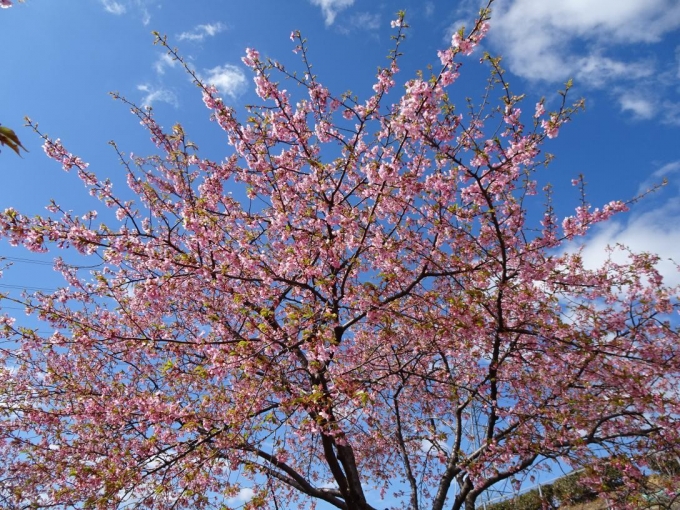 白井宿の河津桜