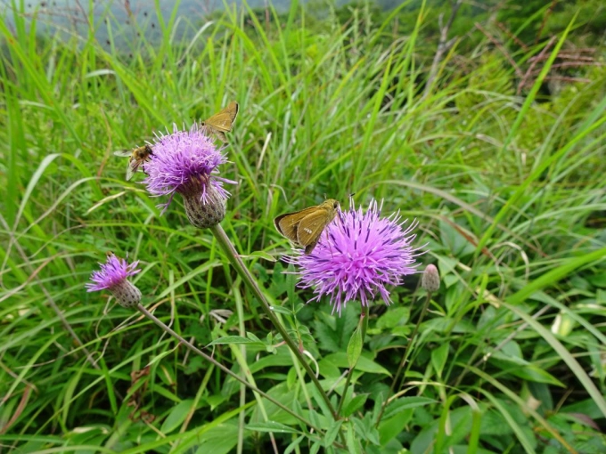 タムラソウに蝶
