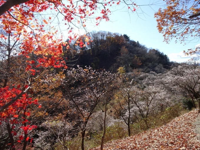 紅葉・冬桜と桜山
