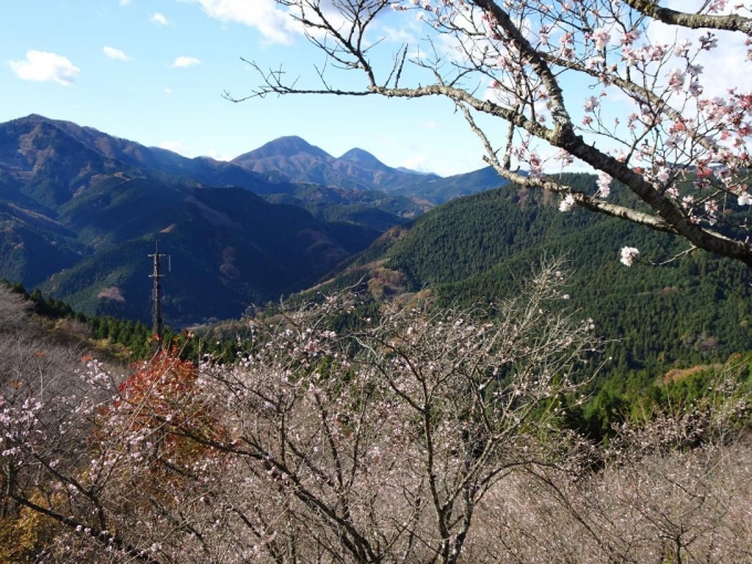 冬桜と御荷鉾山