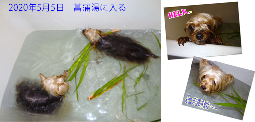 2013年05月05日菖蒲湯に入るリーパコopeningsize