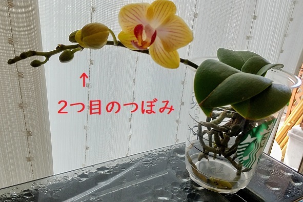 マイクロ胡蝶蘭の育て方　植え替え