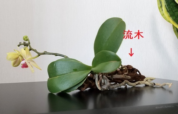 マイクロ胡蝶蘭の育て方　植え替え