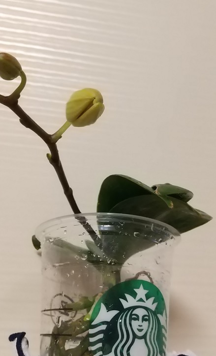 マイクロ胡蝶蘭　育て方　花