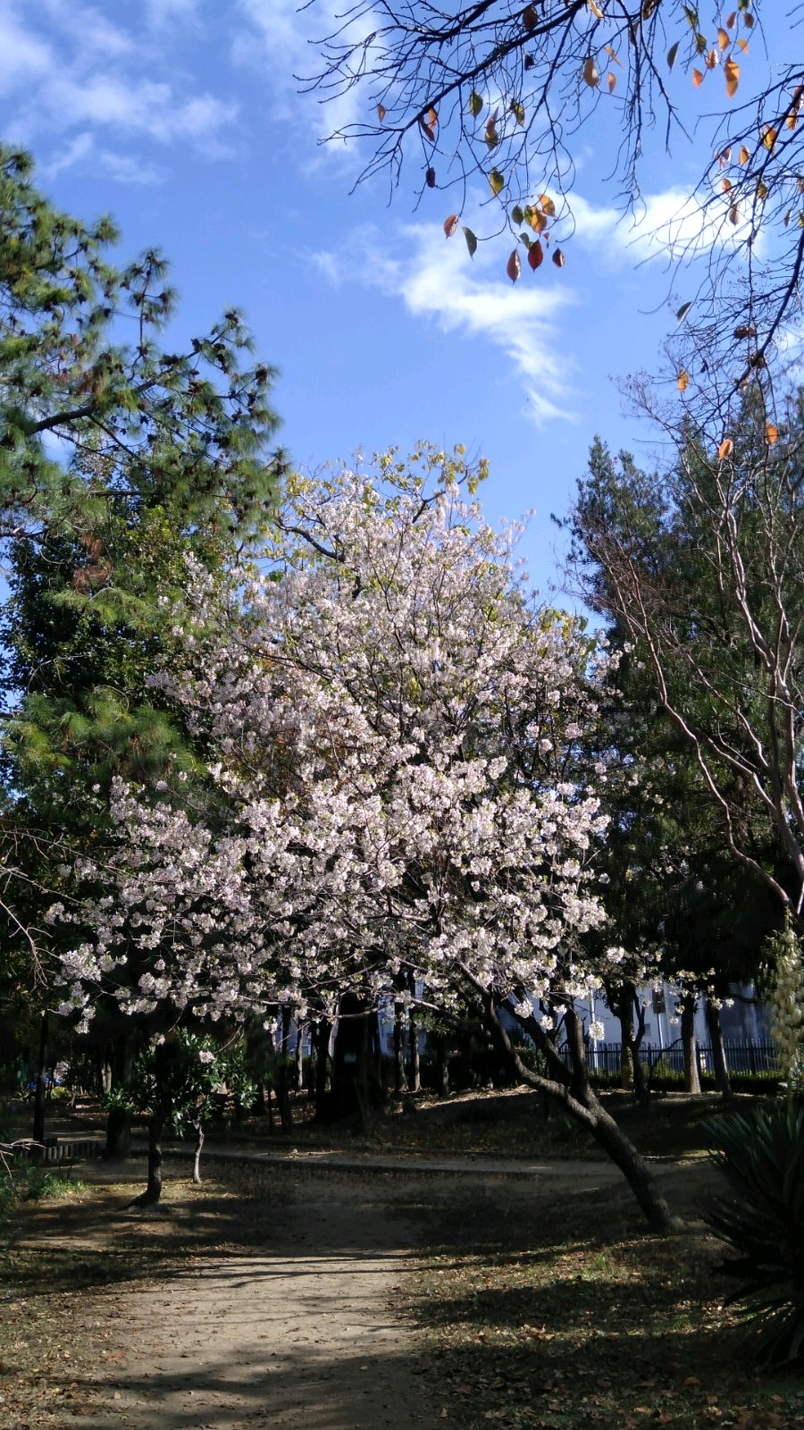 ヒマラヤ桜 上坂部西公園