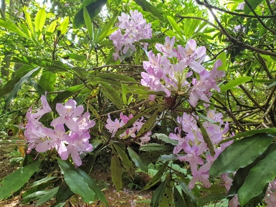 howthrhododendronjungle06204