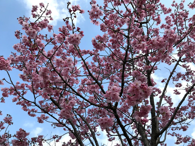 陽光桜