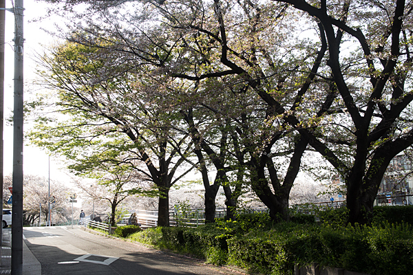 桜風景6