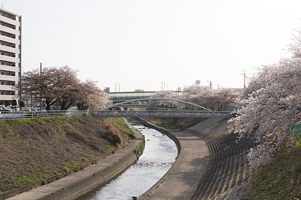 桜風景7