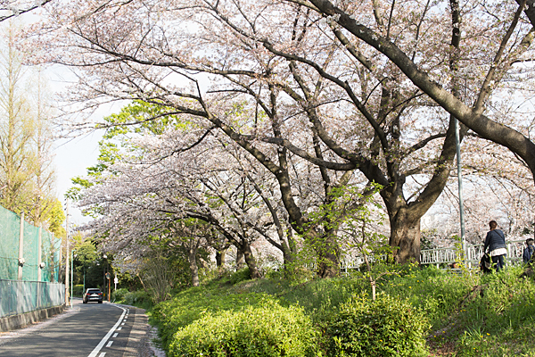 桜風景8