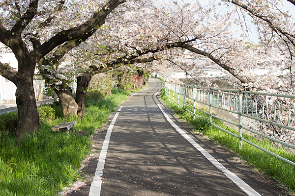 桜風景9