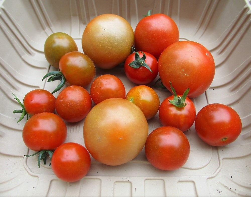 200624mini-tomato2