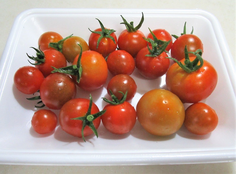 200628mini-tomato