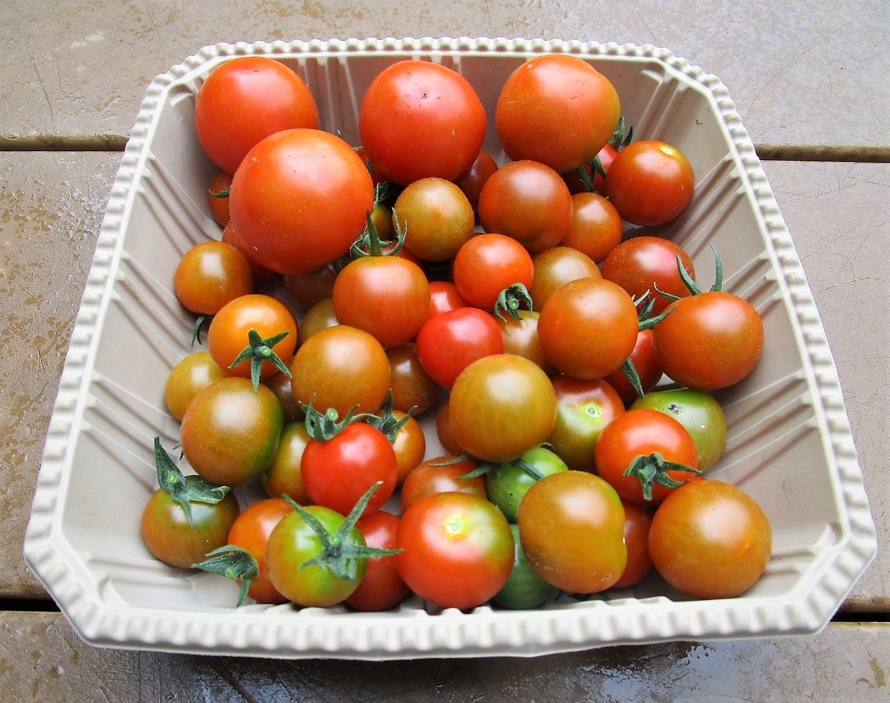 200701mini-tomato