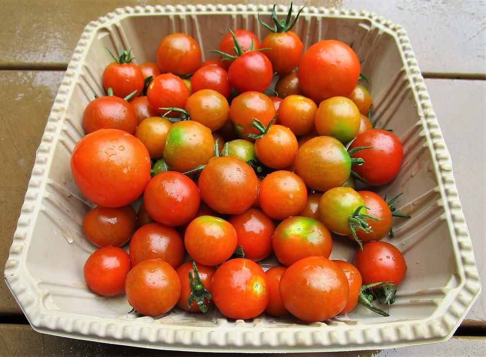 200704mini-tomato