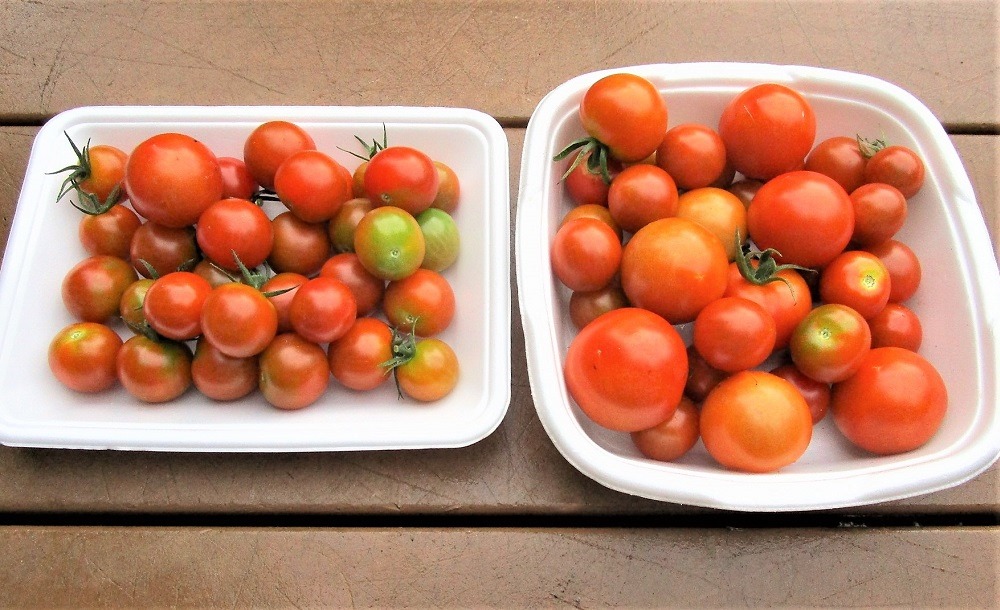 200708mini-tomato