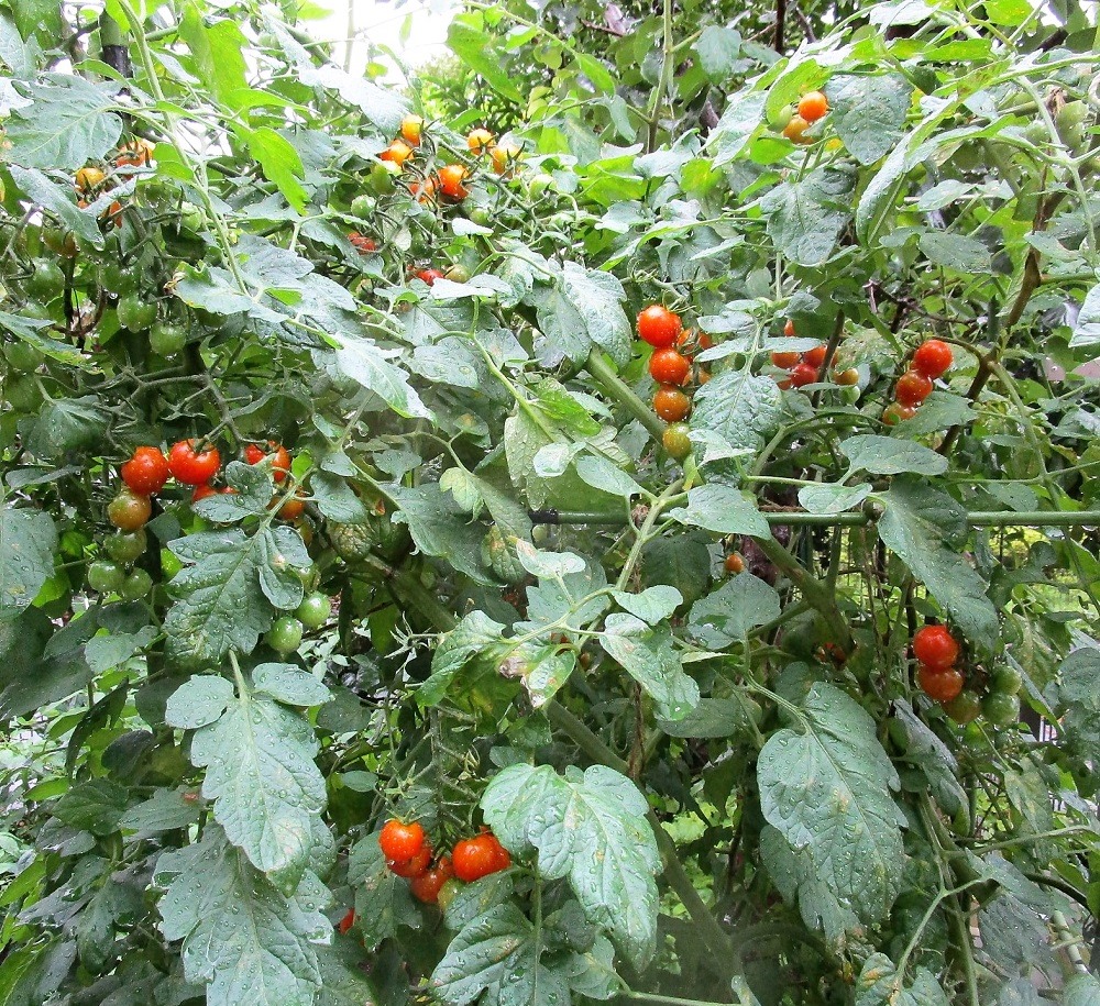 200718mini-tomato