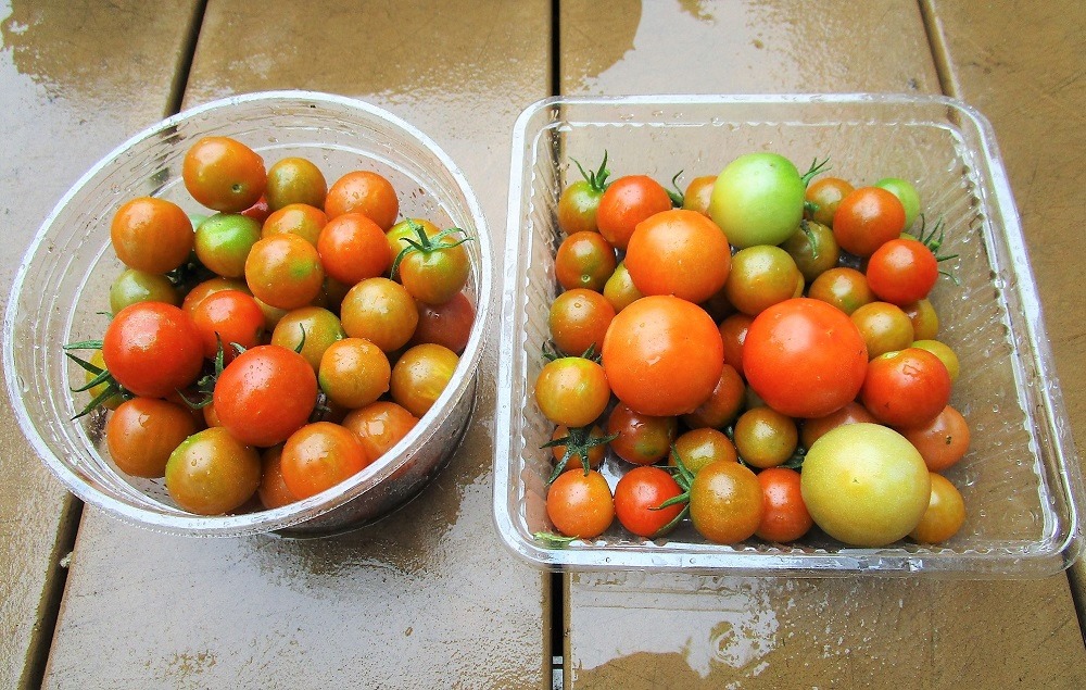 200718mini-tomato2