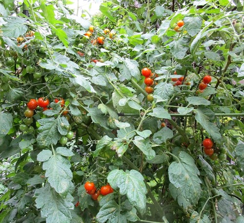200718mini-tomato