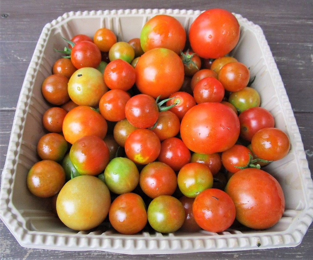 200724mini-tomato