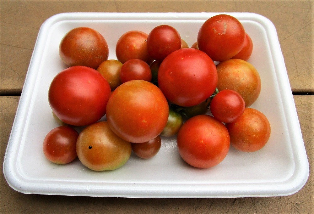 200730mini-tomato