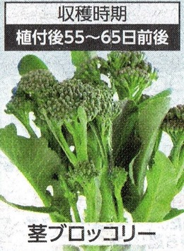 200905broccoli-nae