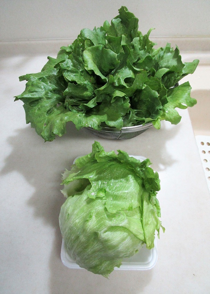 210429tama-lettuce2
